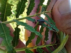 Eudiagogus episcopalis