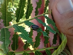 Eudiagogus episcopalis