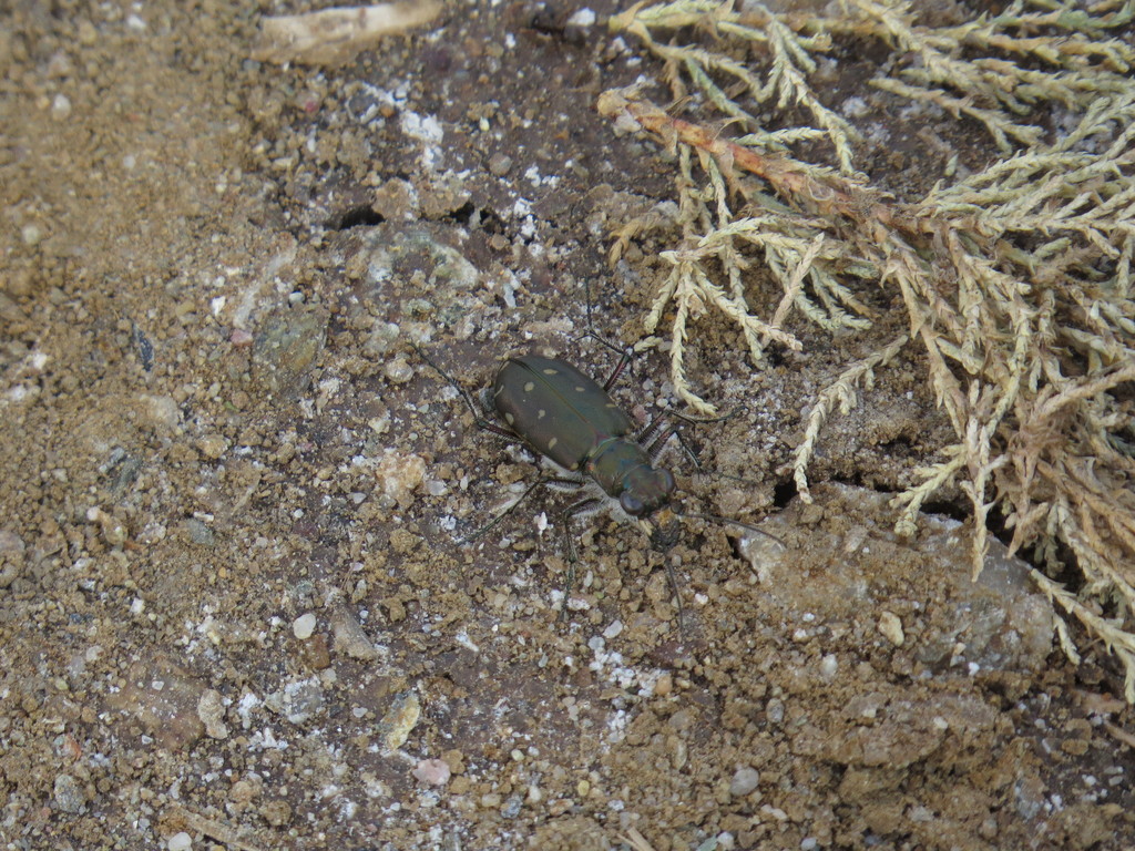 littoral tiger beetle