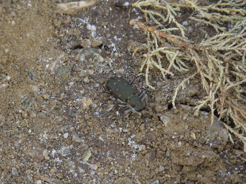 littoral tiger beetle