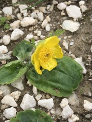 Ranunculus bullatus