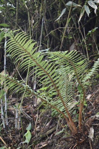 Dryopteris image