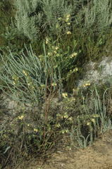 Hermannia hyssopifolia
