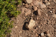 Podarcis filfolensis maltensis