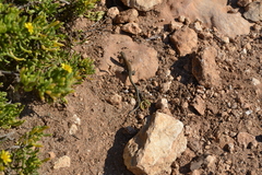 Podarcis filfolensis maltensis