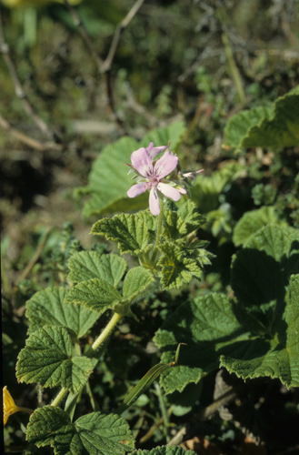 Image of Pelargonium vitifolium by (c) Tom Lloyd Evans, some rights reserved (CC BY-SA)