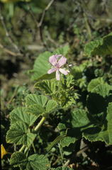 Pelargonium vitifolium
