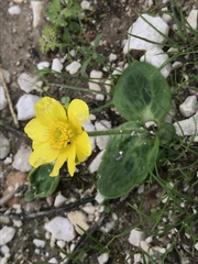 Ranunculus bullatus