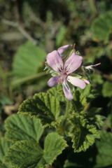 Pelargonium vitifolium