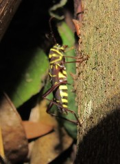 Cotyclytus curvatus