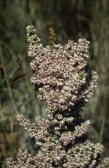 Erica paniculata