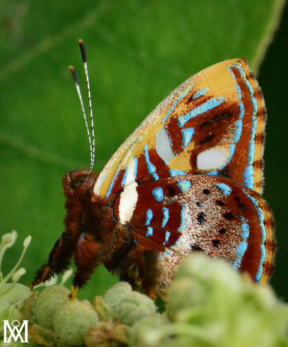 Carousing Metalmark