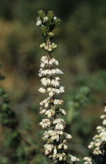 Erica paniculata