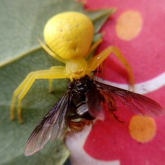 Thomisidae