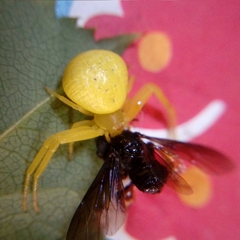 Thomisidae