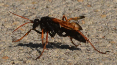 Tachypompilus ignitus