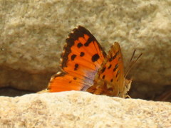 Chrysoritis