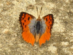 Chrysoritis