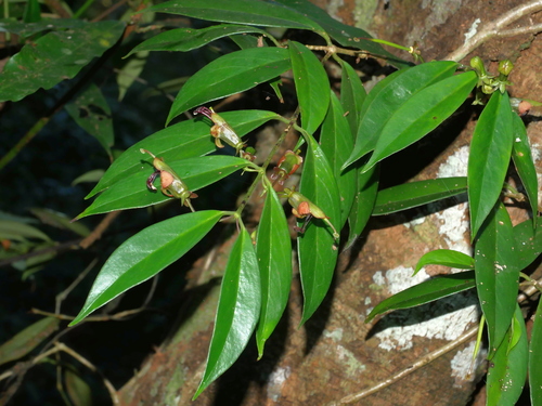 Aeschynanthus acuminatus iNat (2)
