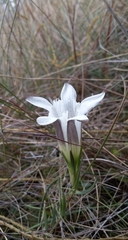 Gentiana pennelliana