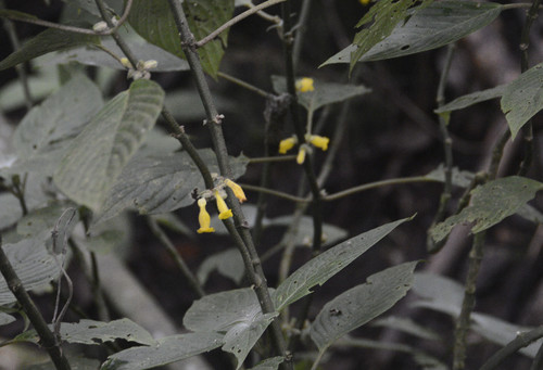 Besleria illustris