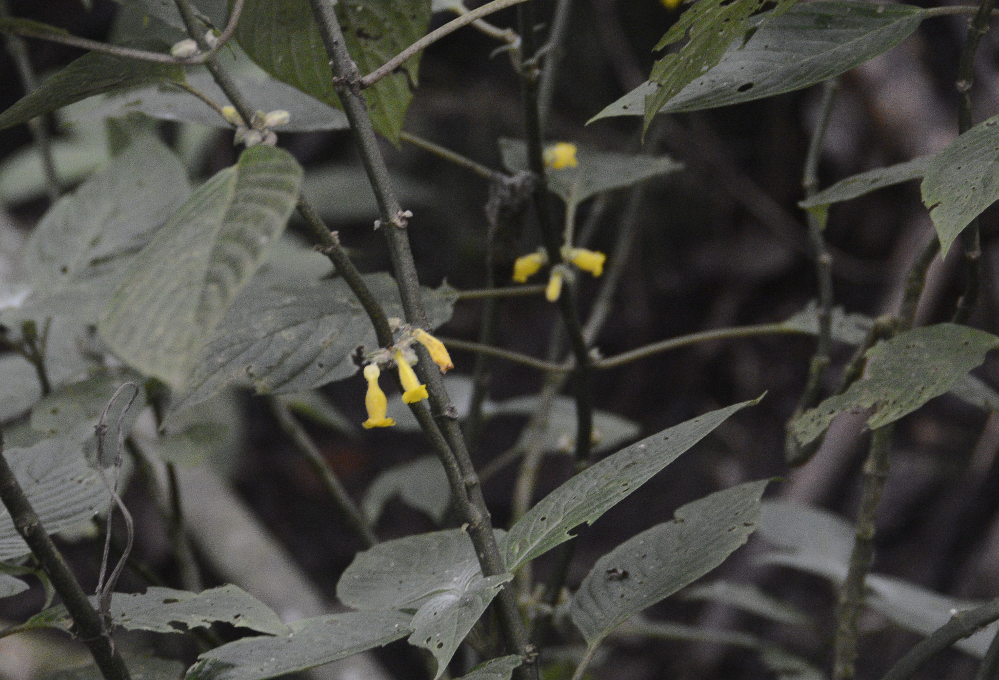 Besleria illustris
