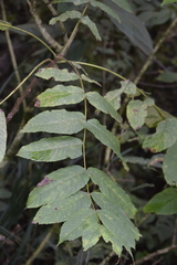 Juglans neotropica
