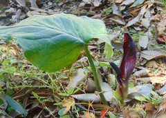 Arum nigrum