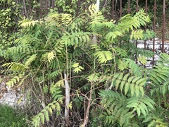 Ailanthus altissima