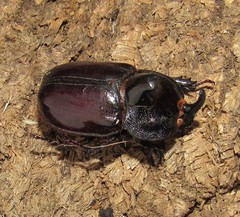 Heterogomphus
