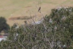 Haemorhous mexicanus
