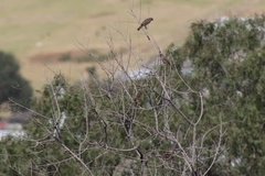 Haemorhous mexicanus