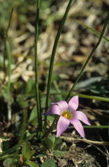 Romulea rosea australis