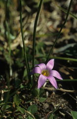Romulea rosea australis
