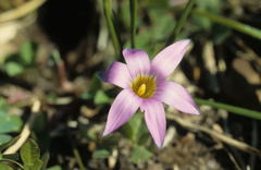 Romulea rosea australis