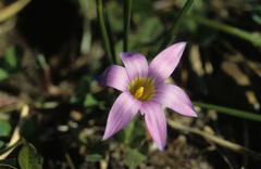 Romulea rosea australis
