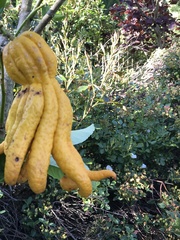 Citrus medica sarcodactylis
