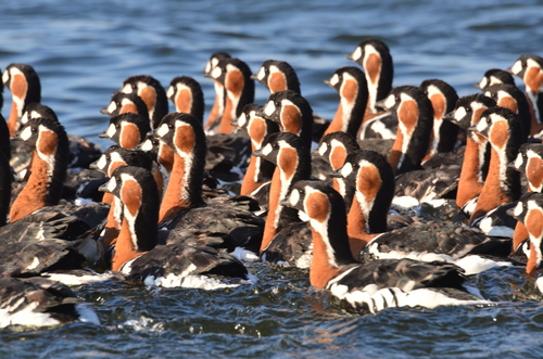 Red-breasted Goose, photo 9 of 10