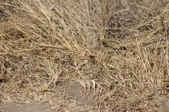 Anthanassa texana