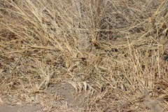 Anthanassa texana