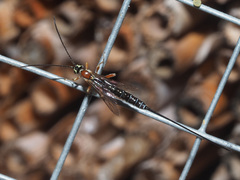 Perithous septemcinctorius