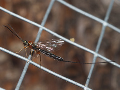 Perithous septemcinctorius