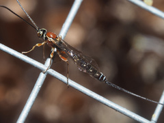 Perithous septemcinctorius