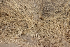 Anthanassa texana