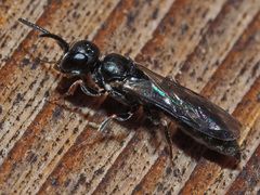 Passaloecus
