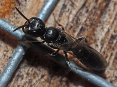 Passaloecus