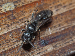 Passaloecus