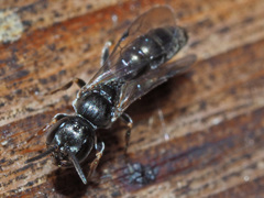 Passaloecus
