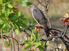 Accipiter ovampensis