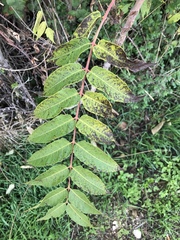 Ailanthus altissima